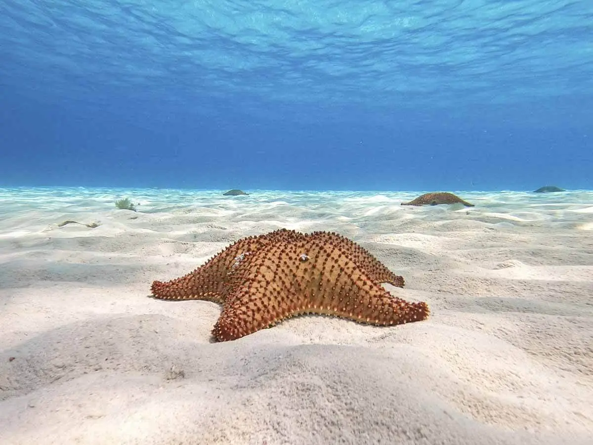 Snorkeling experience with starfish